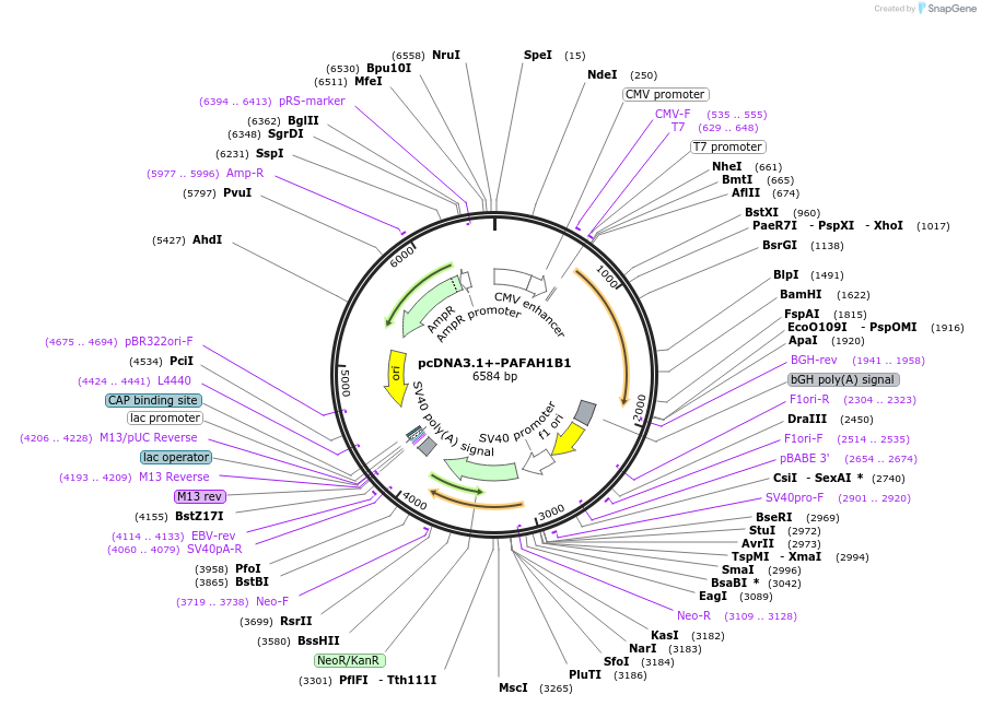 92430-plasmid-map-sequence-id-182375