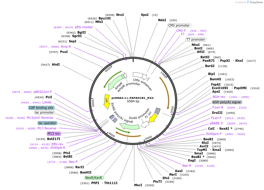 92431-plasmid-map-sequence-id-182377