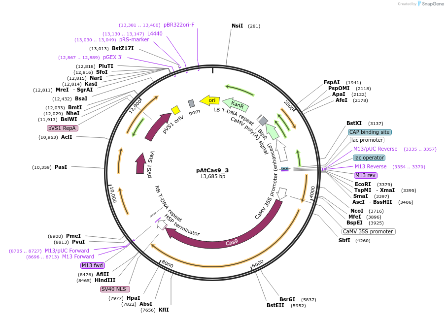 91158-plasmid-map-sequence-id-182395