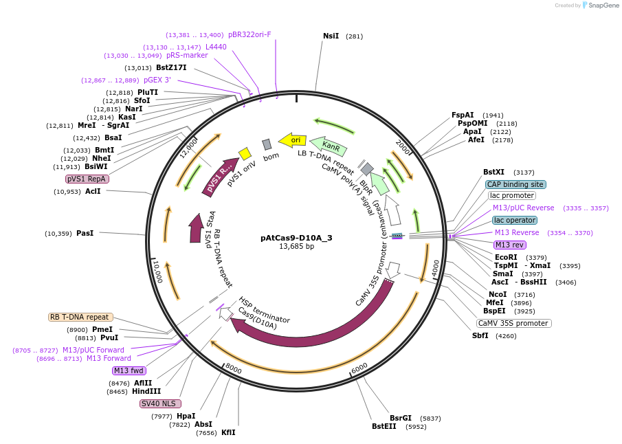 91161-plasmid-map-sequence-id-182398