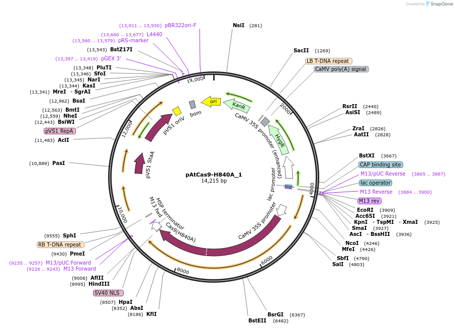 91162-plasmid-map-sequence-id-182399