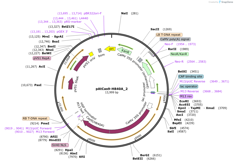91163-plasmid-map-sequence-id-182401