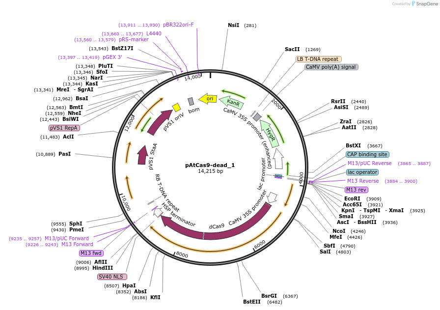91165-plasmid-map-sequence-id-182402