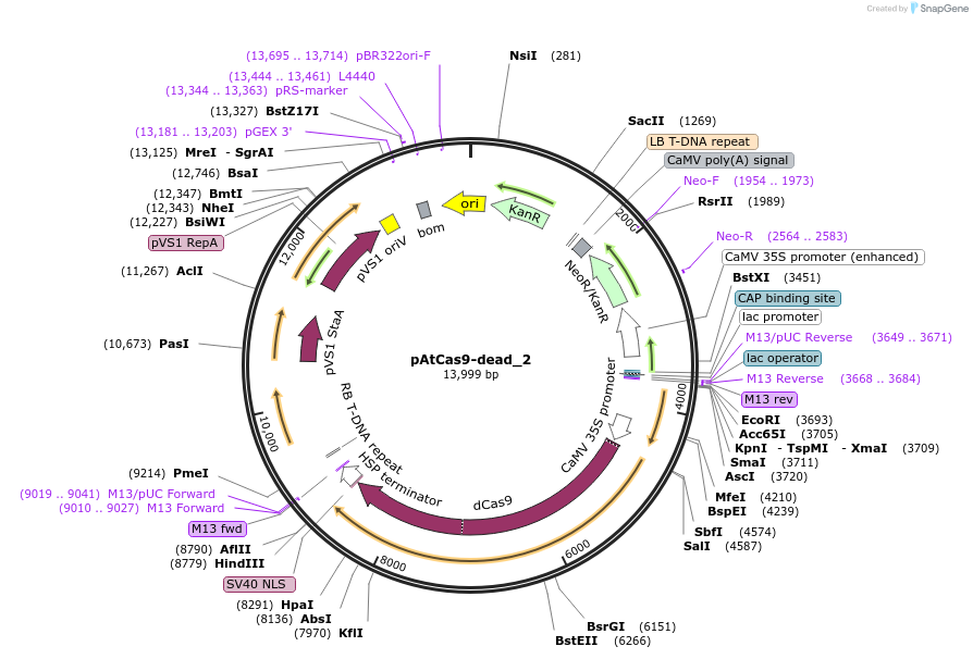 91166-plasmid-map-sequence-id-182403
