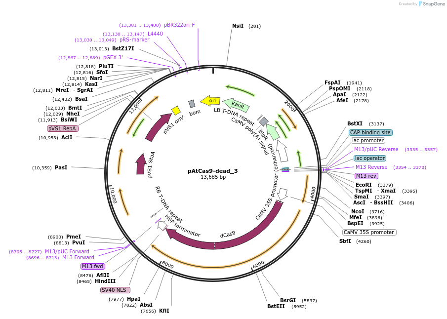 91167-plasmid-map-sequence-id-182405