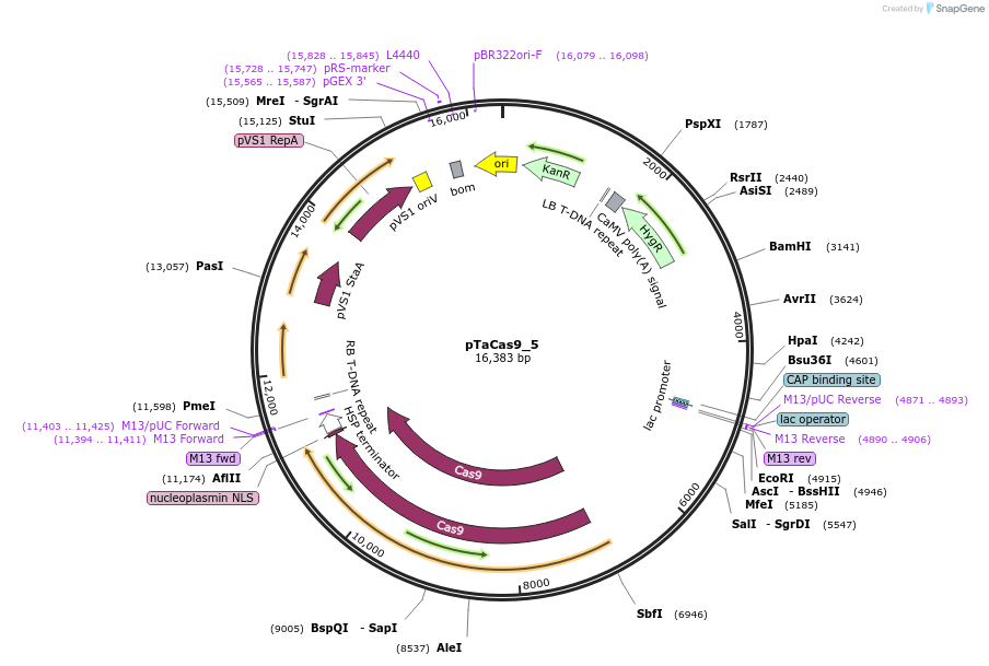 91168-plasmid-map-sequence-id-182408