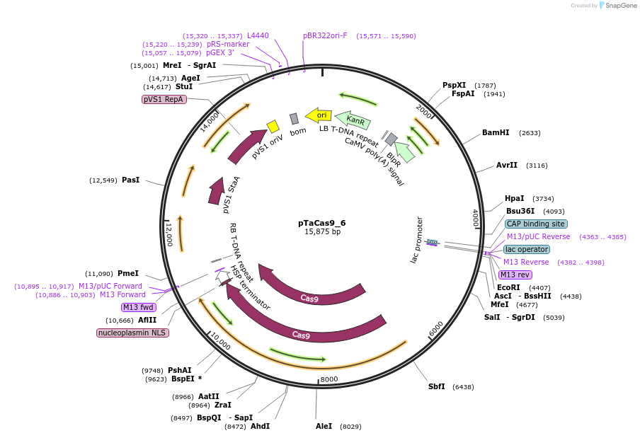 91169-plasmid-map-sequence-id-182409