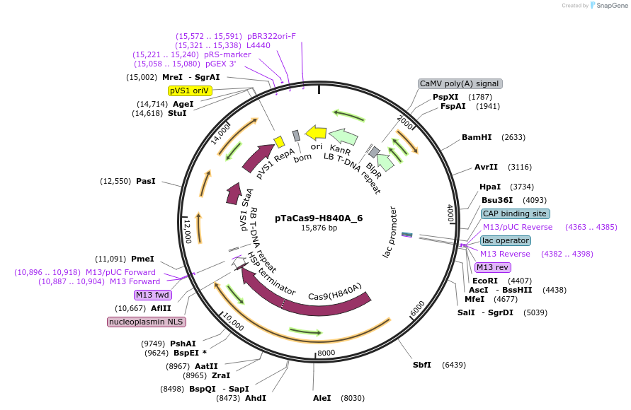 91173-plasmid-map-sequence-id-182412