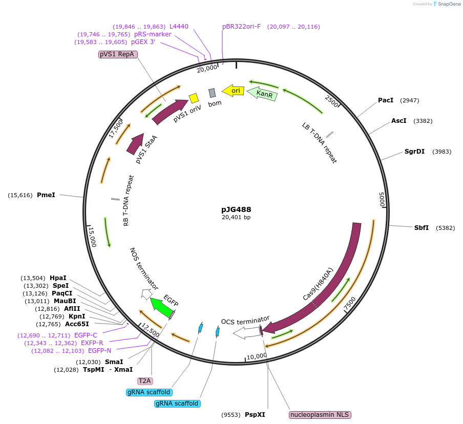 91196-plasmid-map-sequence-id-182459