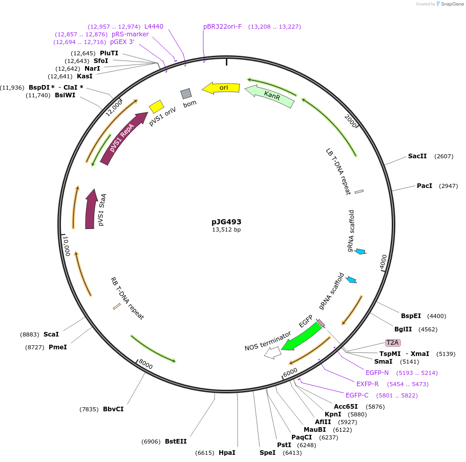 91197-plasmid-map-sequence-id-182460