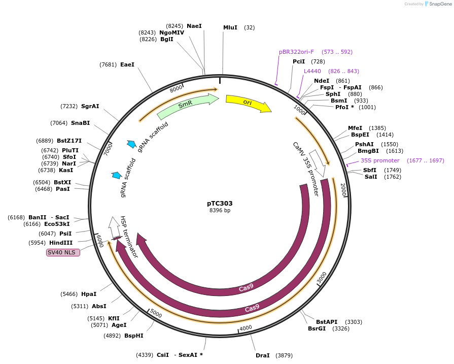 91210-plasmid-map-sequence-id-182461