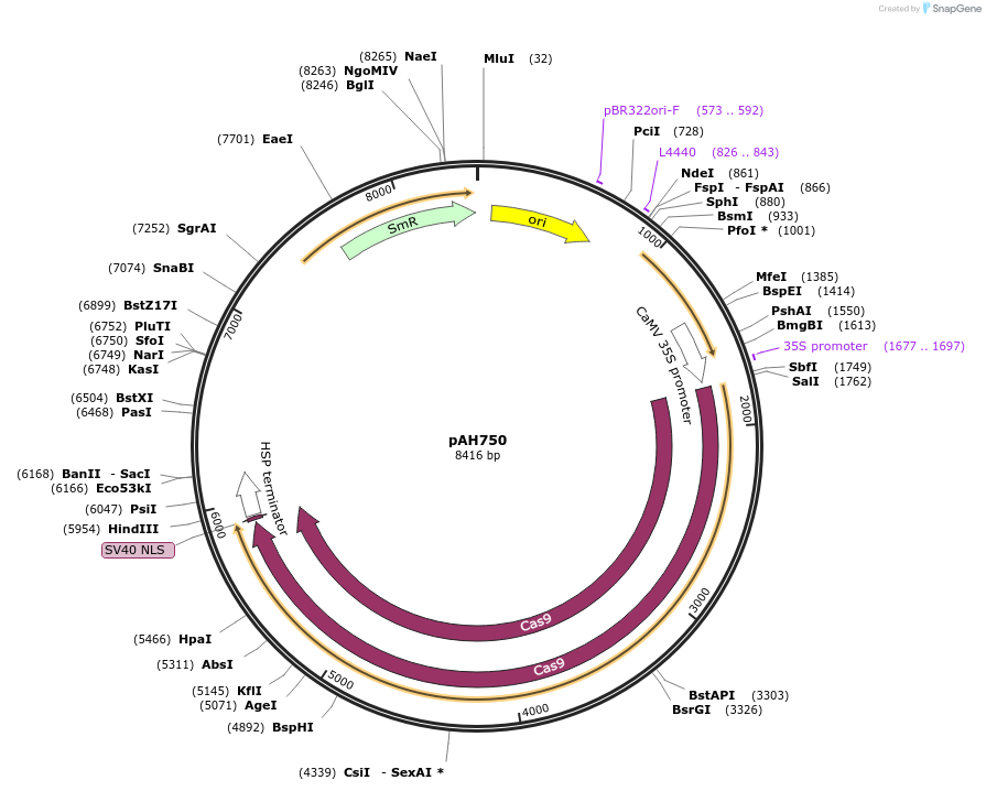 91212-plasmid-map-sequence-id-182463