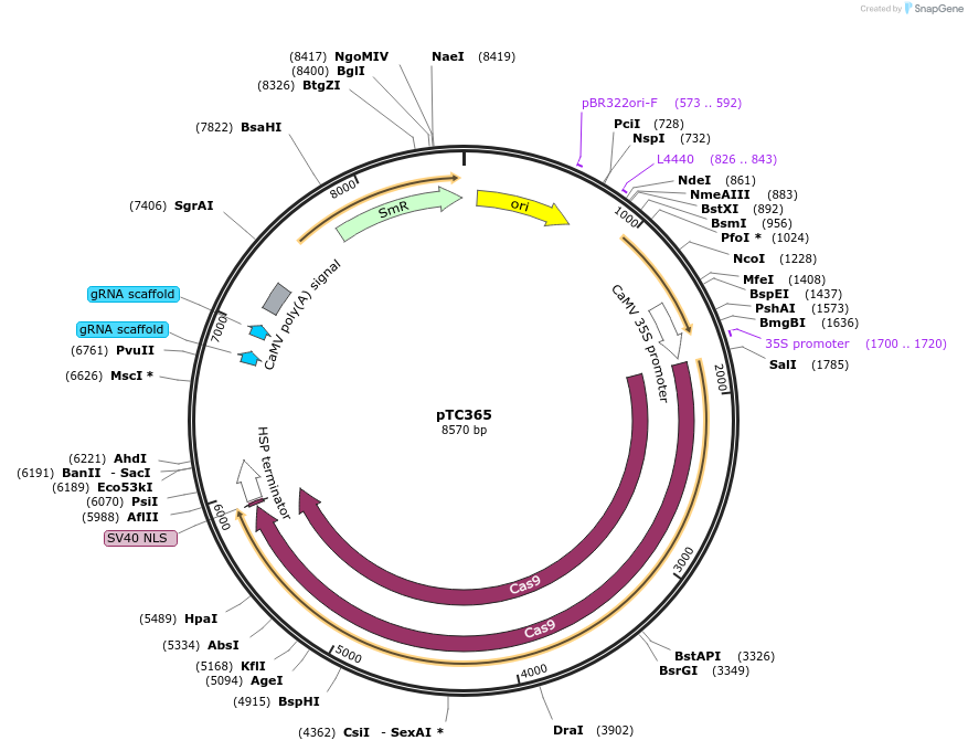 91214-plasmid-map-sequence-id-182465