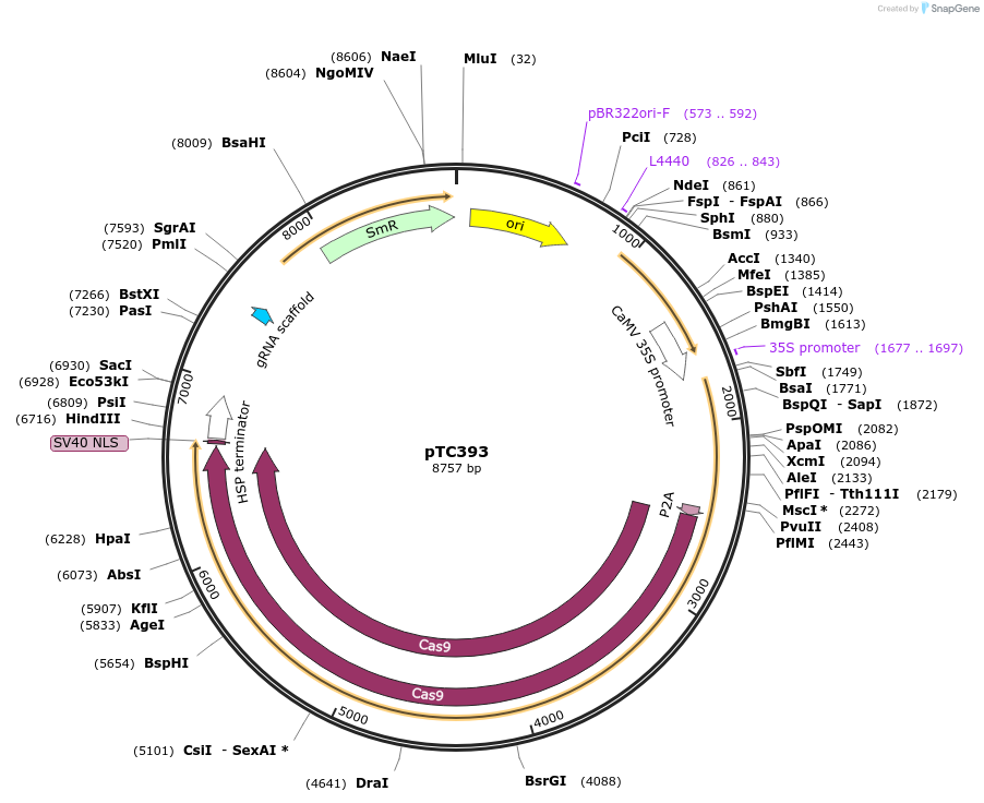91221-plasmid-map-sequence-id-182469