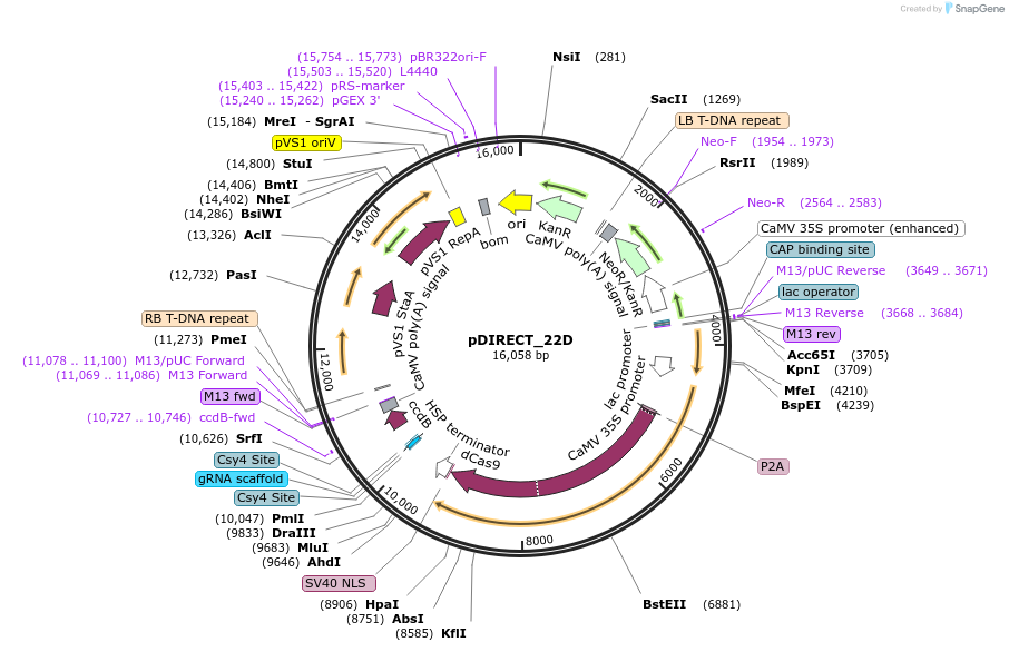 91136-plasmid-map-sequence-id-182475