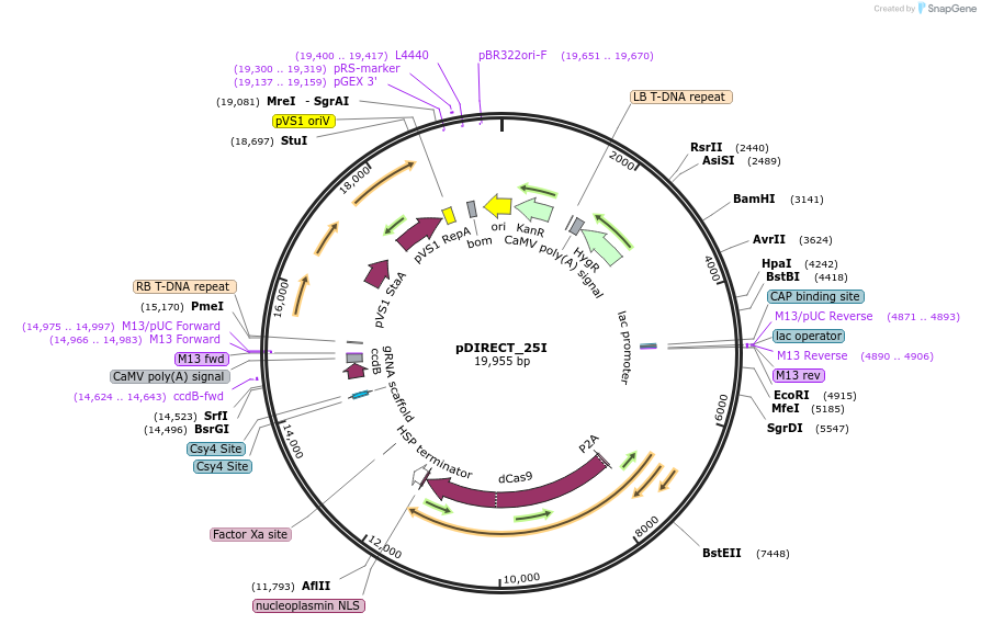 91146-plasmid-map-sequence-id-182476