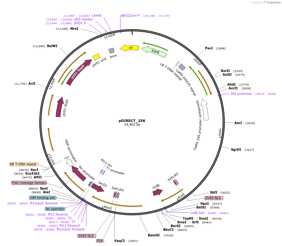 91147-plasmid-map-sequence-id-182477