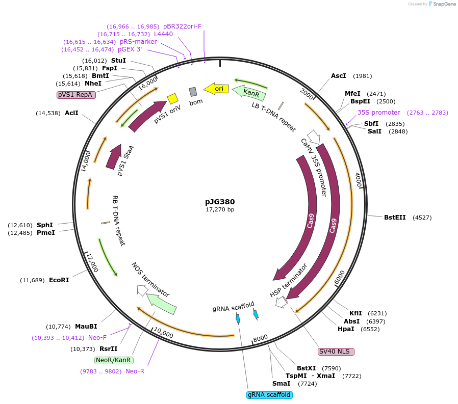 91188-plasmid-map-sequence-id-182478