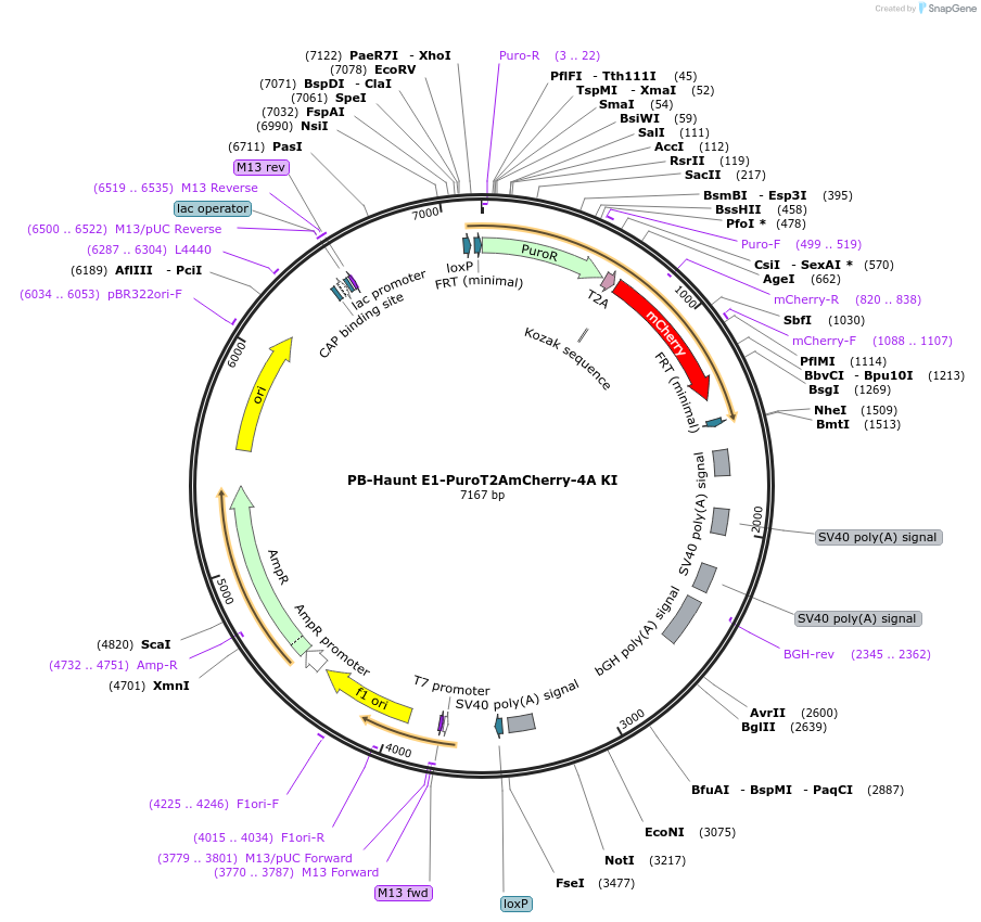 92164-plasmid-map-sequence-id-182480