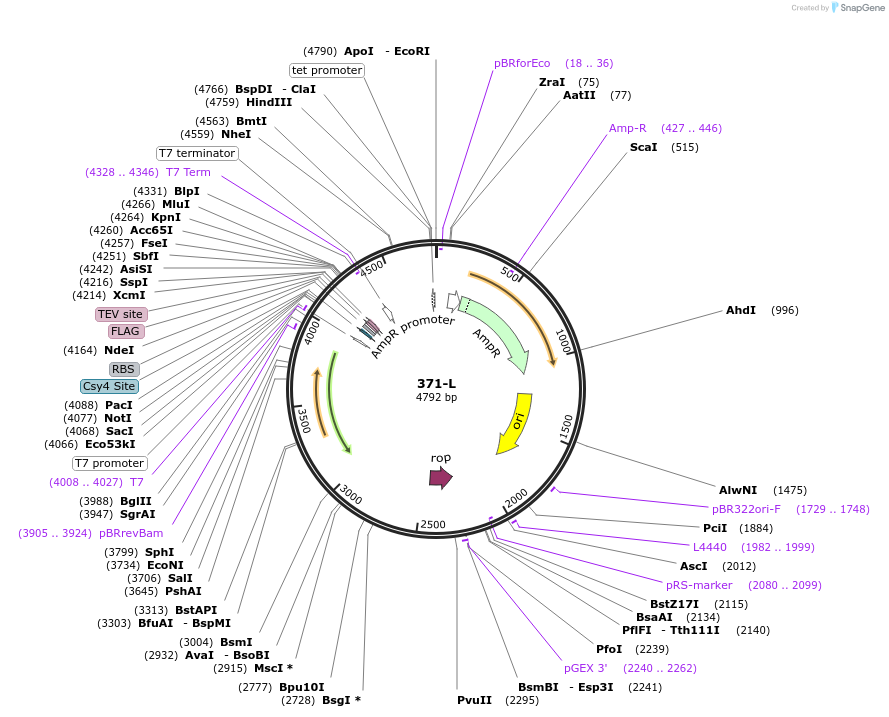 97031-plasmid-map-sequence-id-182492
