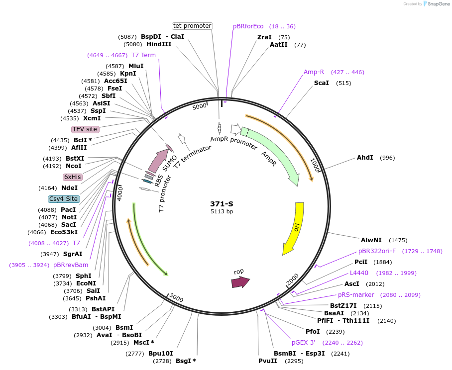 97034-plasmid-map-sequence-id-182498