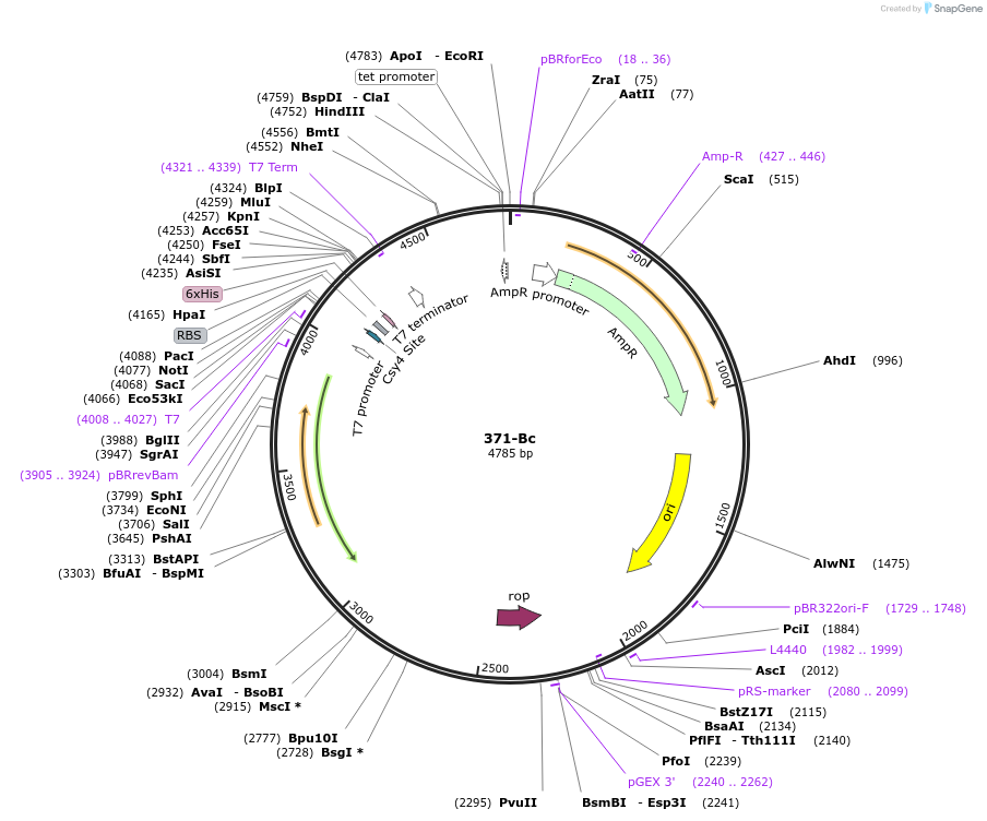97028-plasmid-map-sequence-id-182499