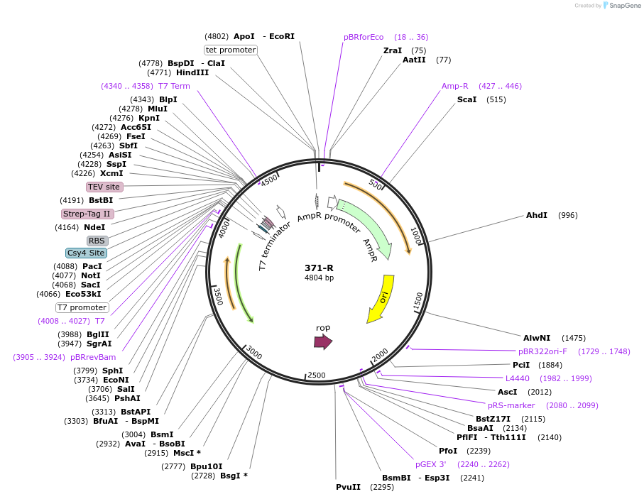 97033-plasmid-map-sequence-id-182501