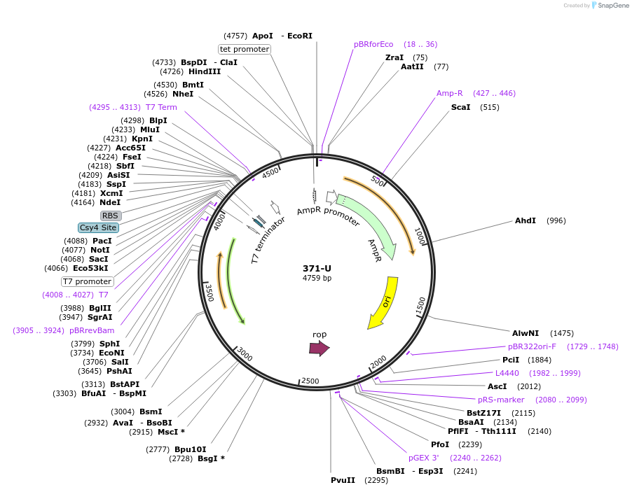 97036-plasmid-map-sequence-id-182502
