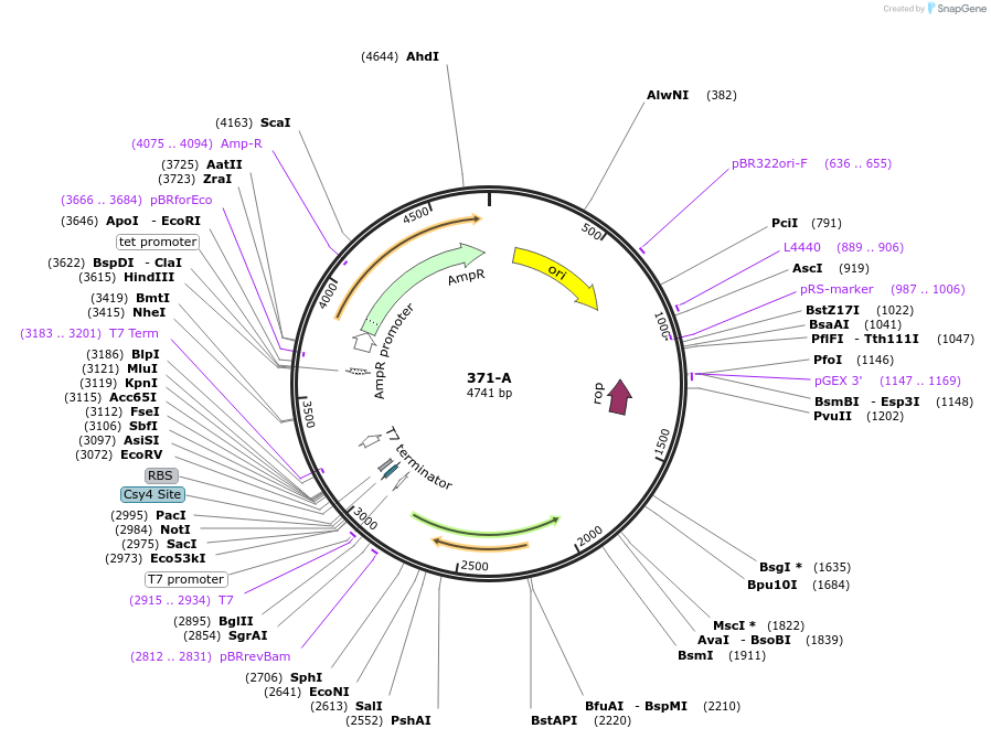 97026-plasmid-map-sequence-id-182505
