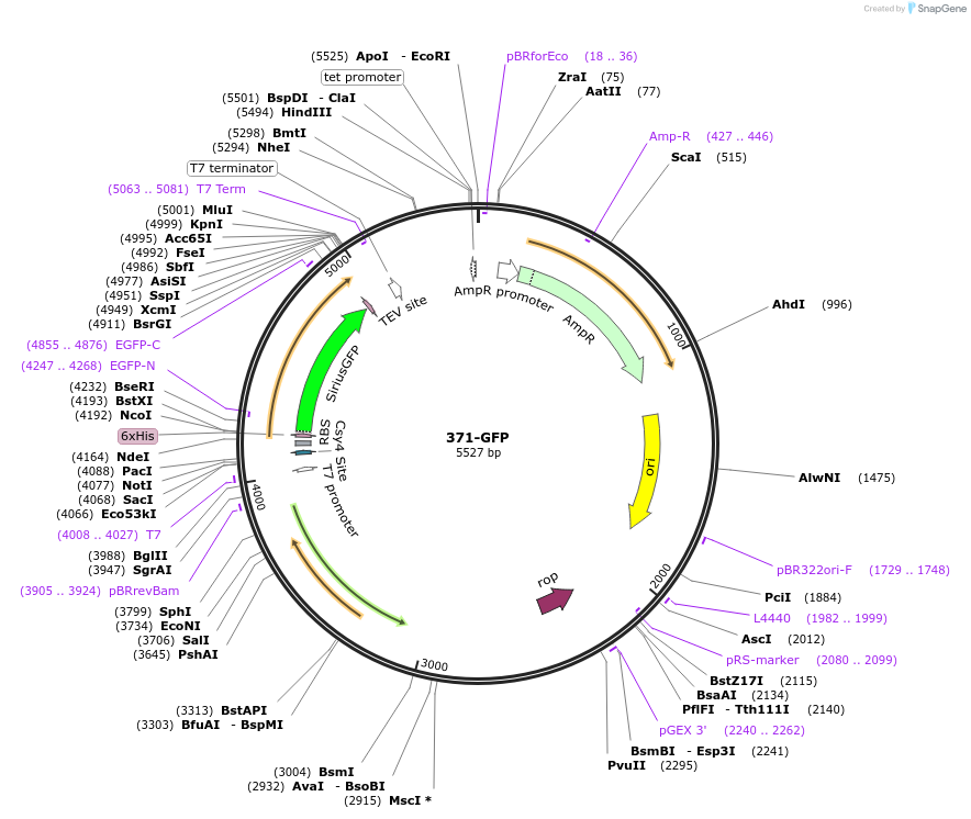 97030-plasmid-map-sequence-id-182506