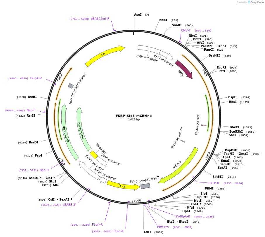 92428-plasmid-map-sequence-id-182510