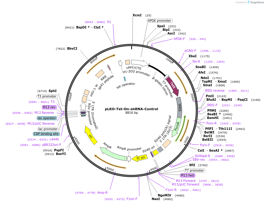 98398-plasmid-map-sequence-id-182523