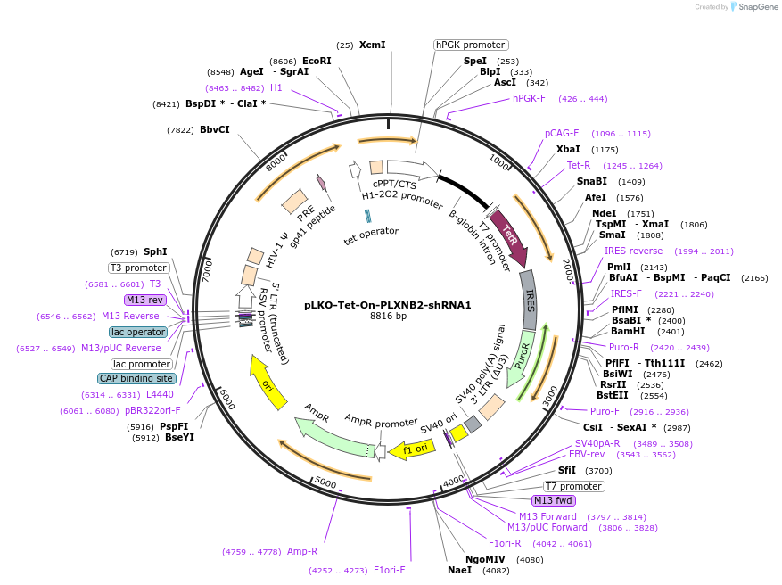 98399-plasmid-map-sequence-id-182524