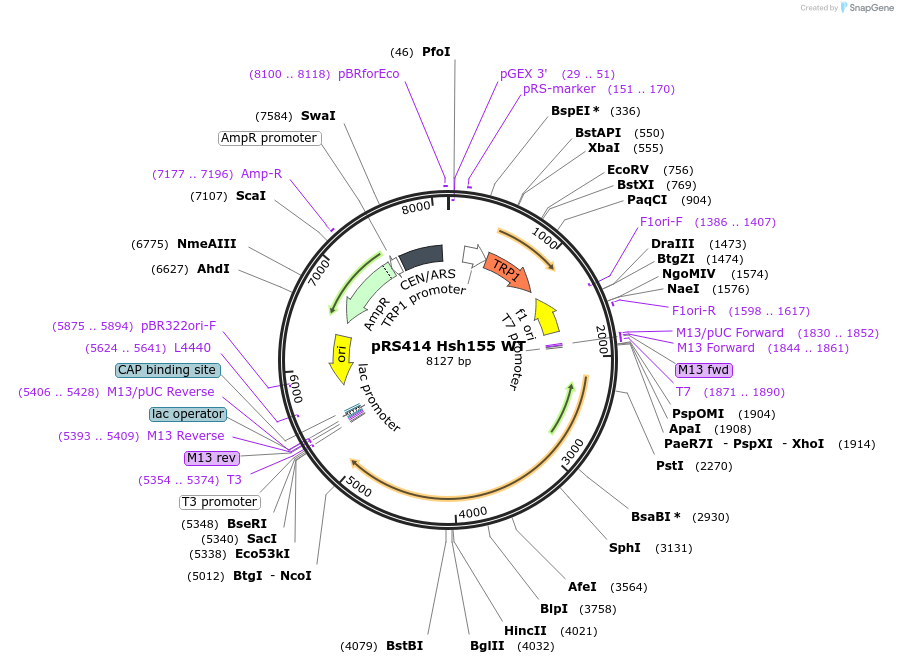 87220-plasmid-map-sequence-id-182526