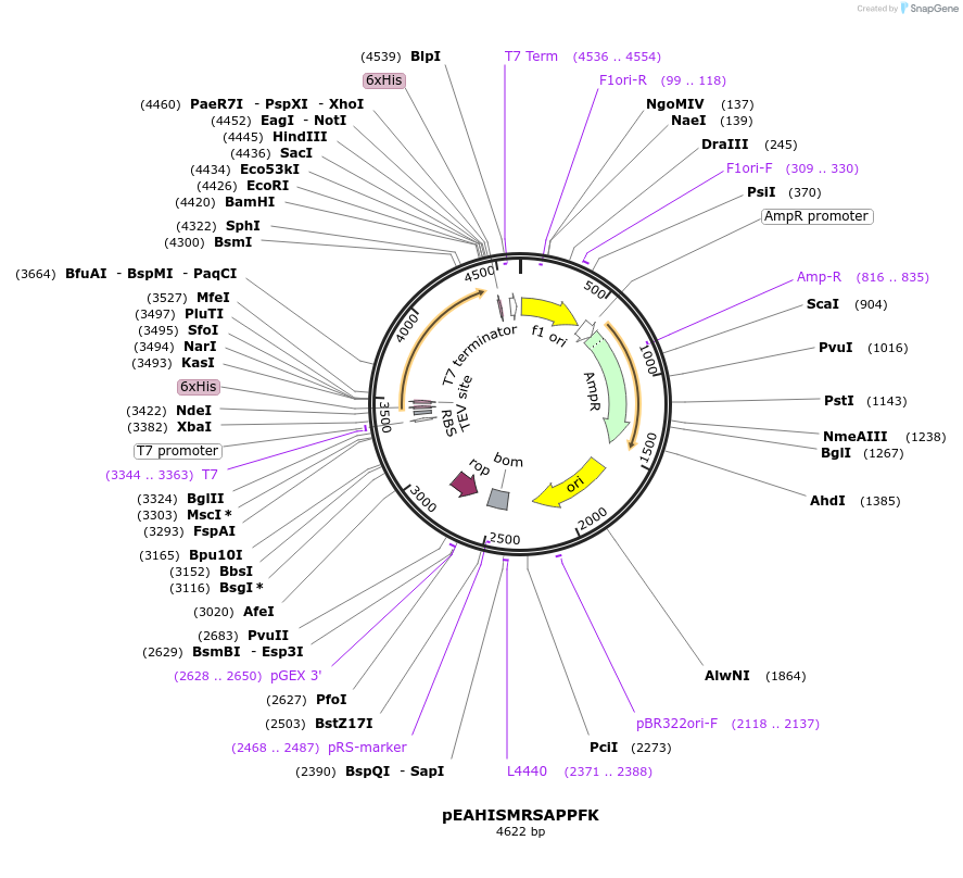 97003-plasmid-map-sequence-id-182528