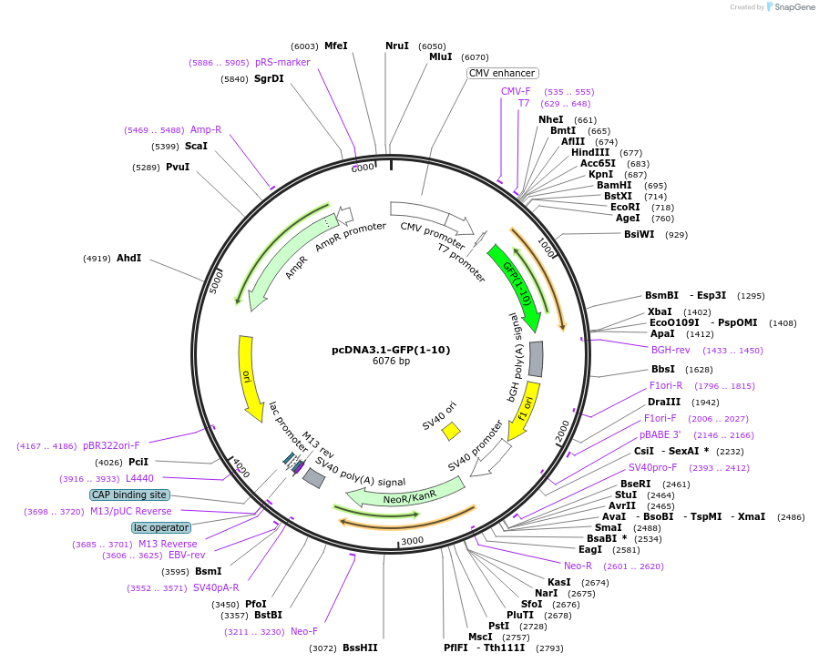 70219-plasmid-map-sequence-id-182531