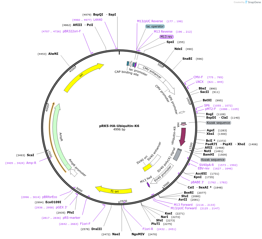 22900-plasmid-map-sequence-id-182539