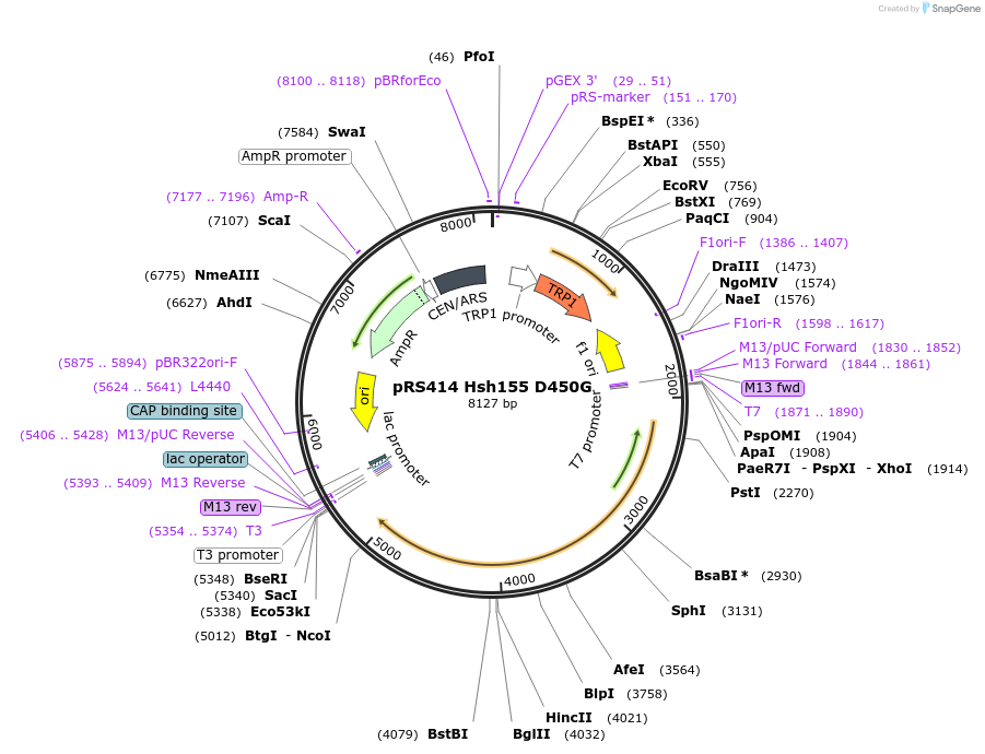 87281-plasmid-map-sequence-id-182549