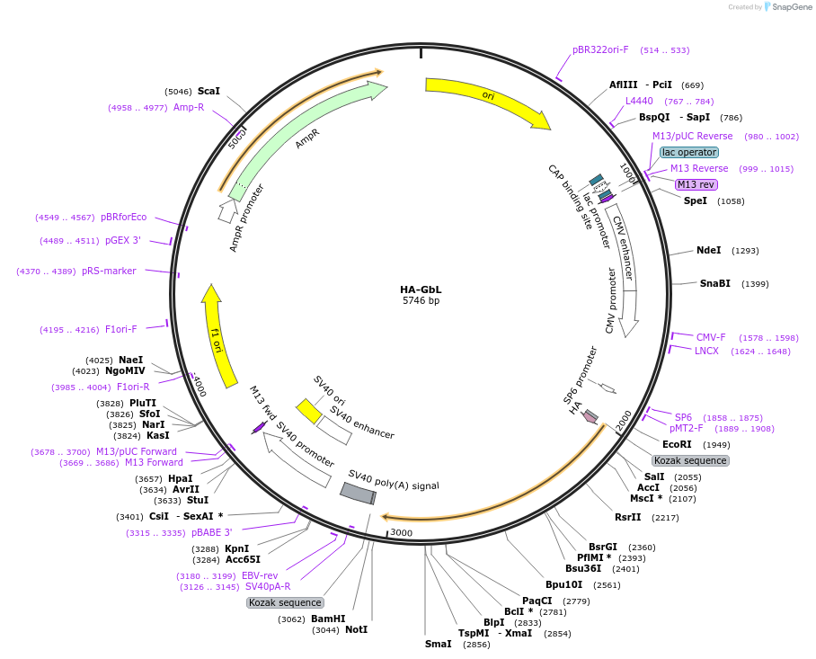 1865-plasmid-map-sequence-id-182550