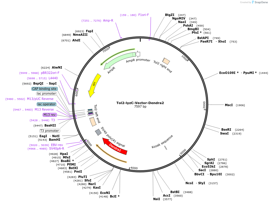 97101-plasmid-map-sequence-id-182554