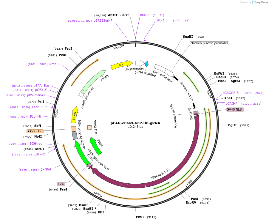79145-plasmid-map-sequence-id-182555