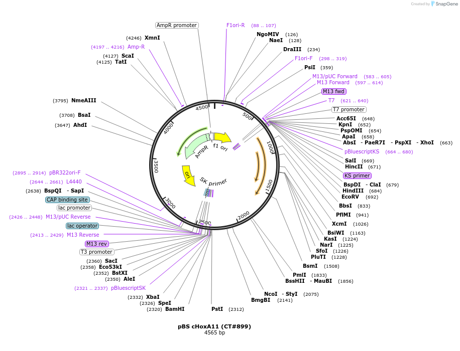 14007-plasmid-map-sequence-id-182561