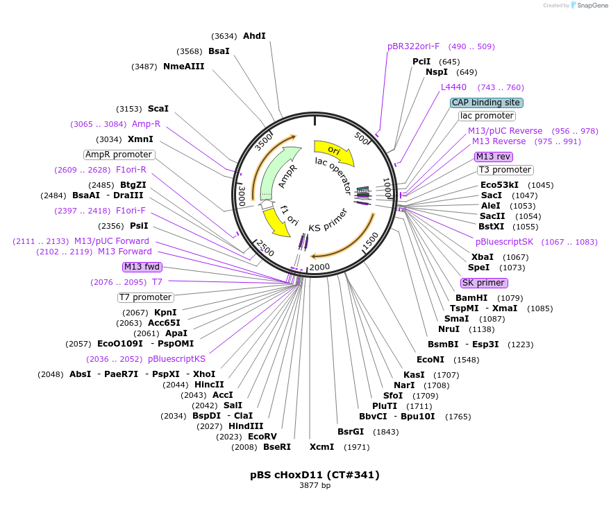 14011-plasmid-map-sequence-id-182562