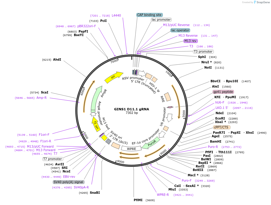 90694-plasmid-map-sequence-id-182569