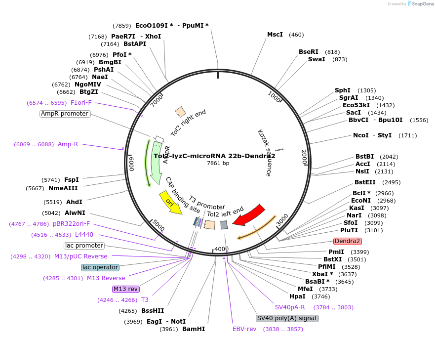 97105-plasmid-map-sequence-id-182576