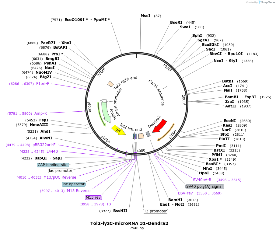97107-plasmid-map-sequence-id-182582