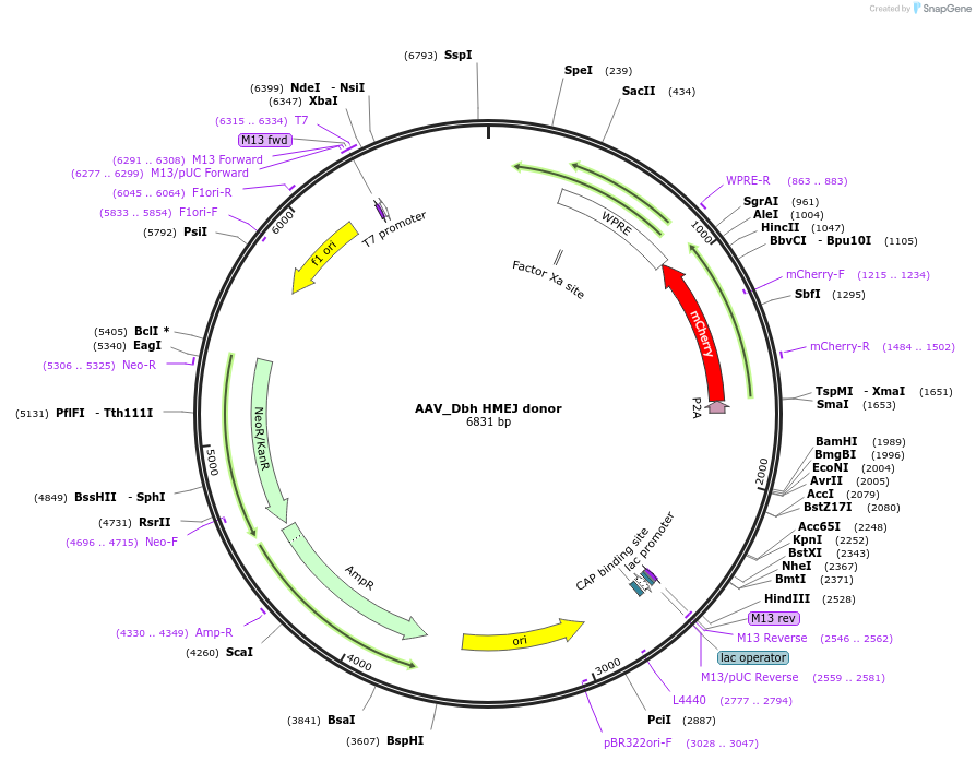 97320-plasmid-map-sequence-id-182595