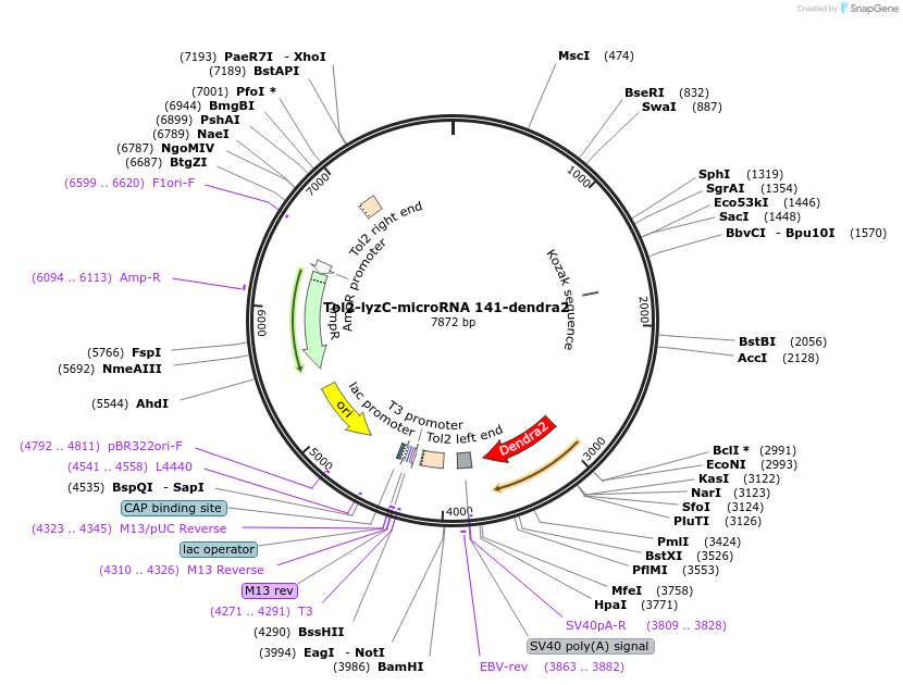 97112-plasmid-map-sequence-id-182600