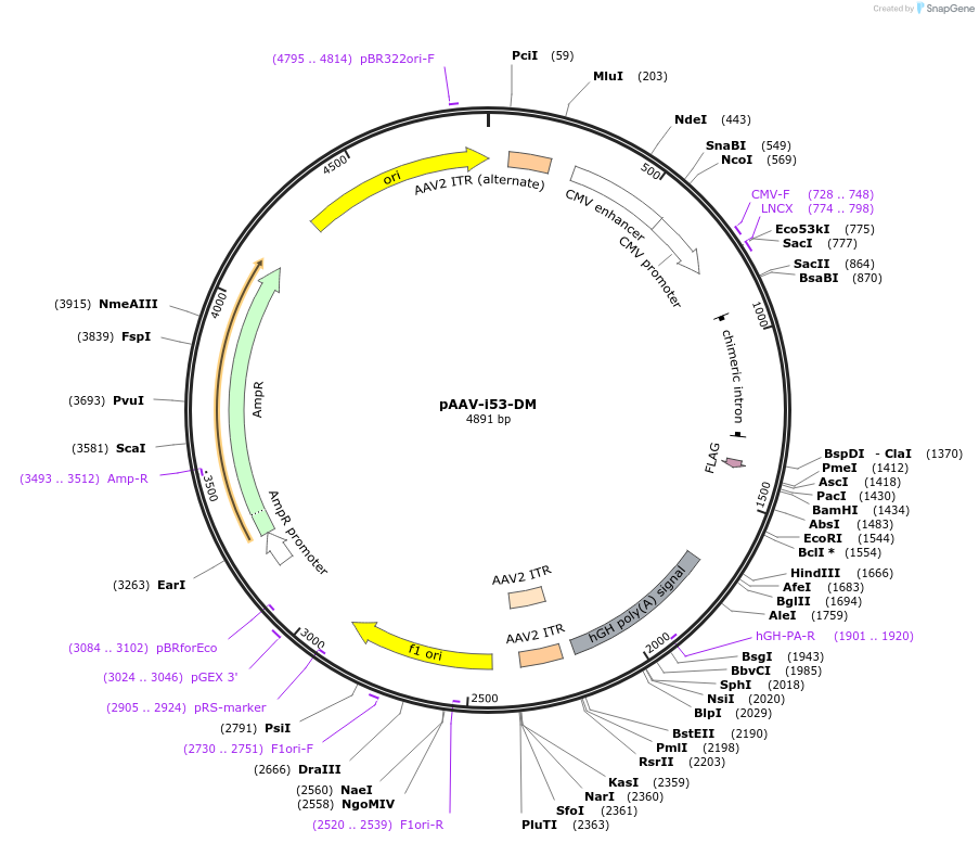 92171-plasmid-map-sequence-id-182616