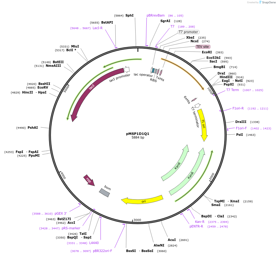 97326-plasmid-map-sequence-id-182622